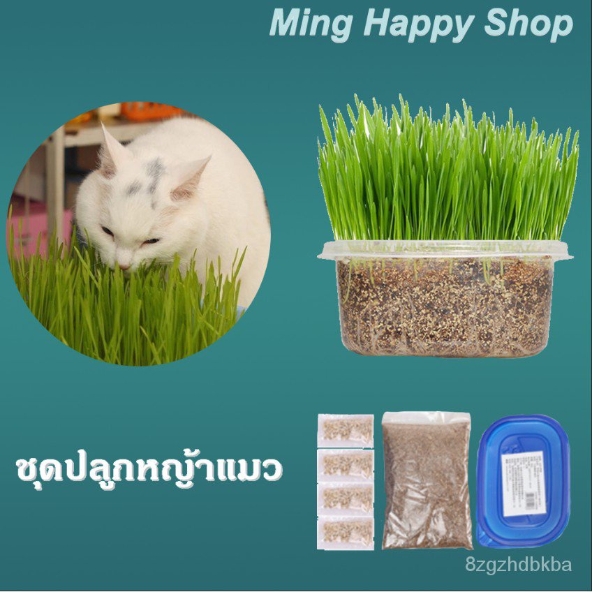 High quality seeds in stock in Thailand Ming grass cat wheat planting