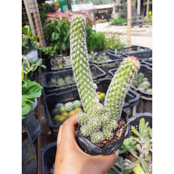 finger cactus(Mammillaria longimamma)