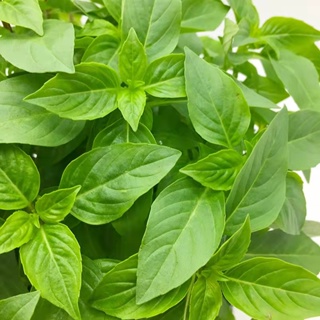 Philippines Ready Stock 200pcs Fresh Thai Sweet Basil Seeds for Sale Genovese Variety Culinary Herb #6