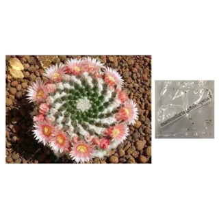 mammillaria slevinii cactus succulent lithops seedsseeds TCQZ #1