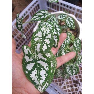 Mini Dwarf White Caladium / Caladium Humboldtii (rare dwarf variety) live Plantseeds VAPN #2