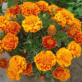 Philippines Ready Stock 100Pcs Yellow Orange Color Marigold Flower Seeds Bonsai Plants Live Tree Air #6