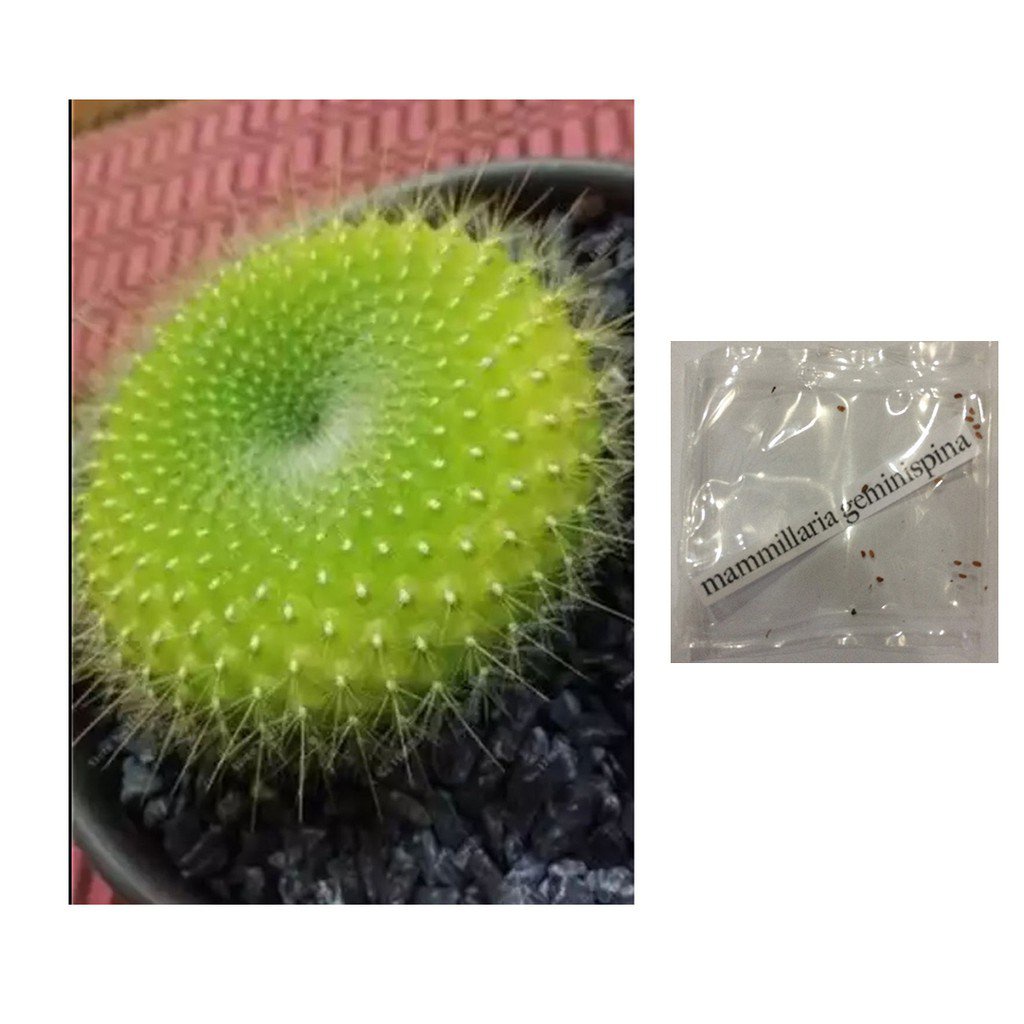 mammillaria sempervivi cactus succulent lithops seedsseeds F5JW