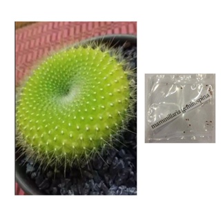 mammillaria sempervivi cactus succulent lithops seedsseeds F5JW #1