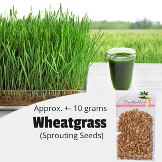 [Plantfilled] Wheat Grass Microgreens Sprouting Seeds Vegetable Wheatgrass - 10 Grams Children/Coria #1