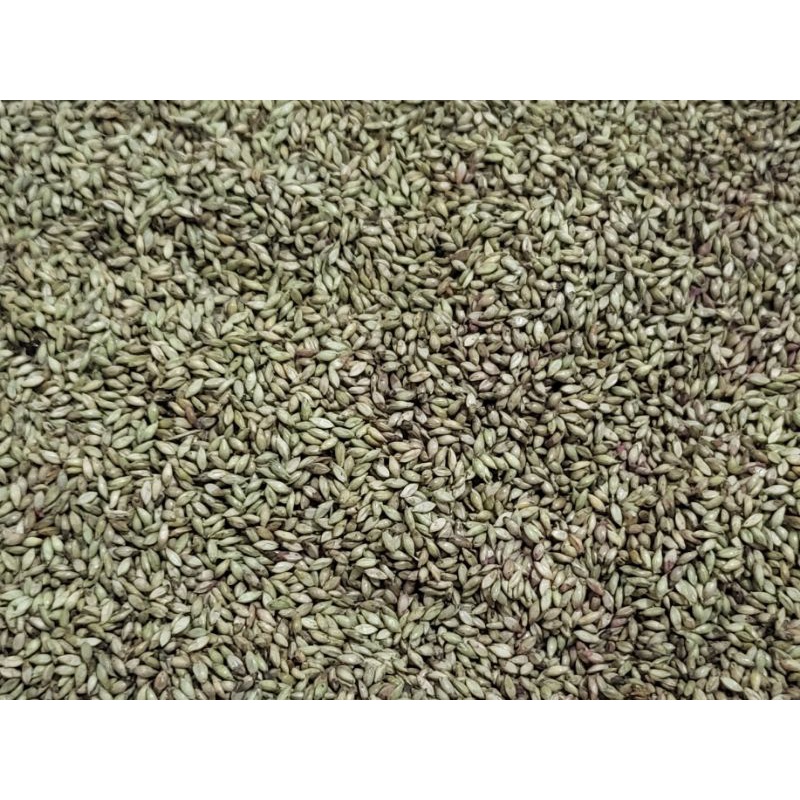 Signal Grass Seeds (brachiaria decumbens) Shopee Philippines
