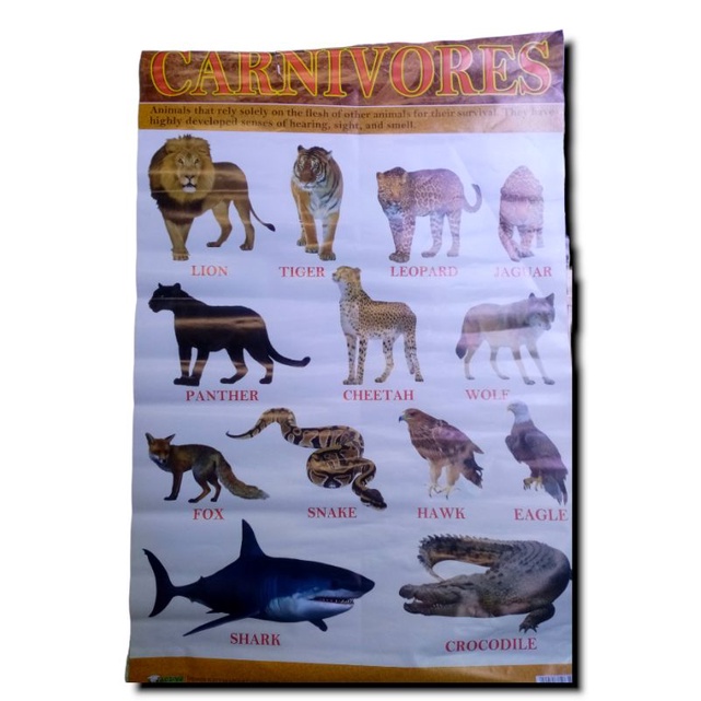 PAPER CHART GROUP OF ANIMALS OMNIVORES, CARNIVORES, HERBIVORES