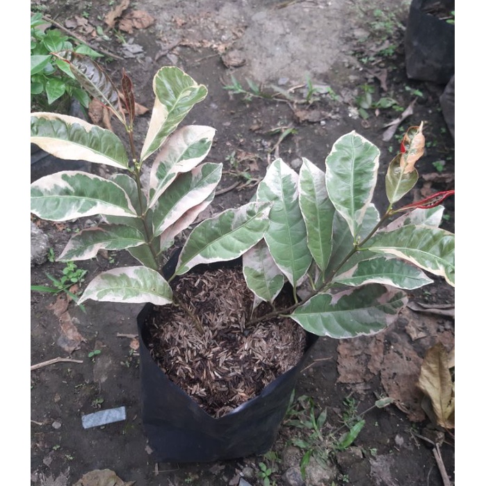 Picara Plant Chinese Croton
