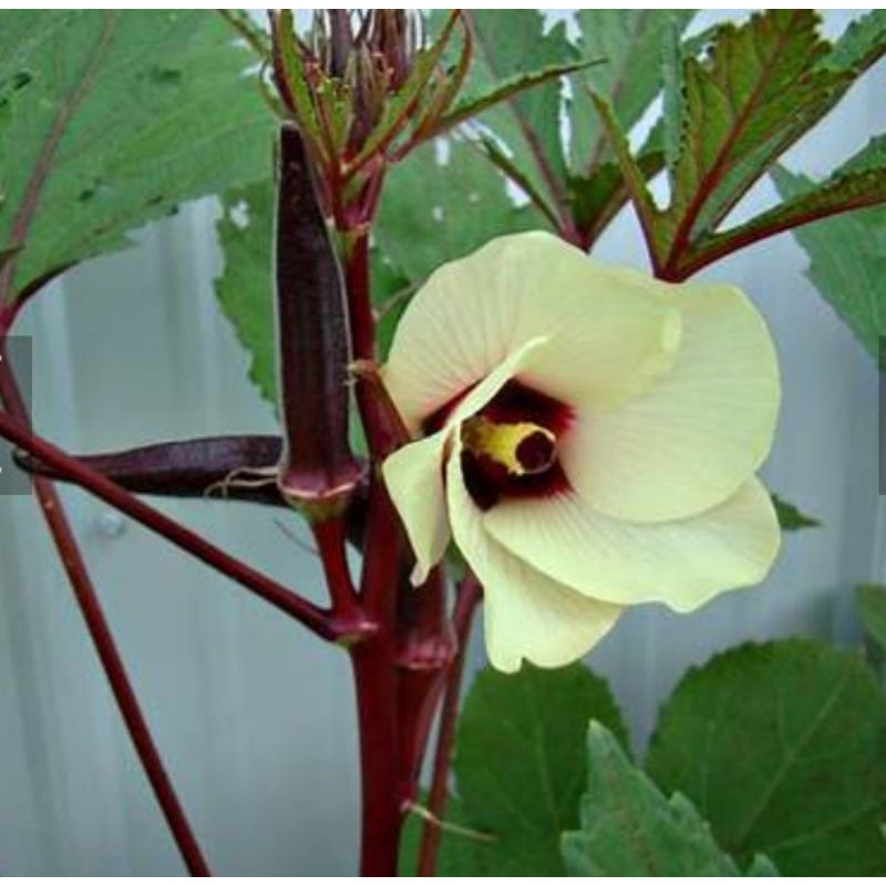 Dwarf Red Okra (25seeds) Shopee Philippines