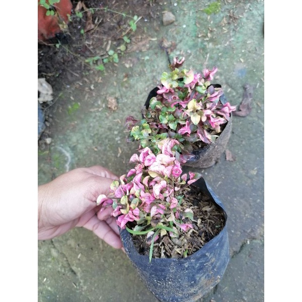 Live real indoor and outdoor plants for sale (Kutsarita) Shopee