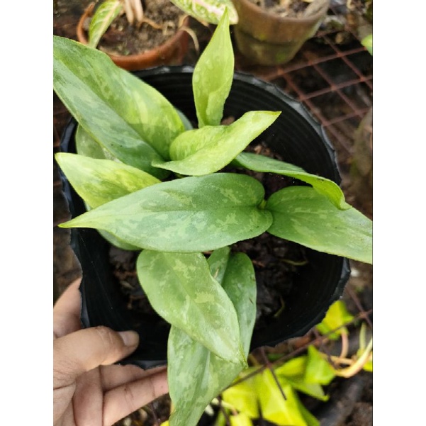 Silvery toned Aglaonema - for Luzon Area only (WE DONT SHIP IN VISAYAS AND MINDANAO area)