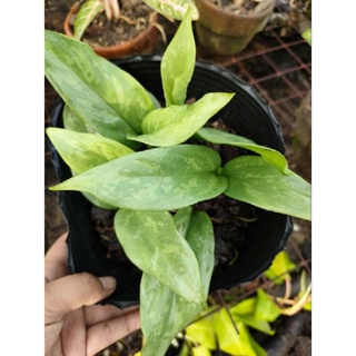 Silvery toned Aglaonema - for Luzon Area only (WE DONT SHIP IN VISAYAS AND MINDANAO area) #1