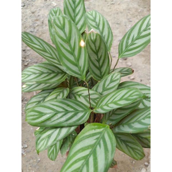 Calathea/Rattlesnake/Prayer plant Shopee Philippines