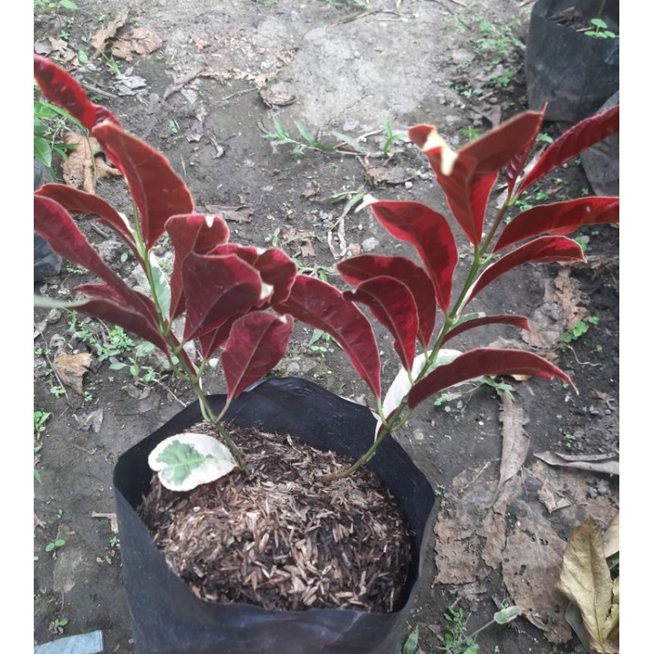 Picara Plant Chinese Croton