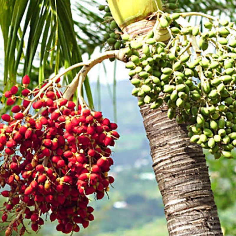 Royal Palm Tree Seeds(5pcs +1) Shopee Philippines