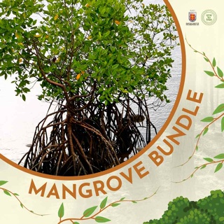 OTT Holiday Mangrove Bundle of 6