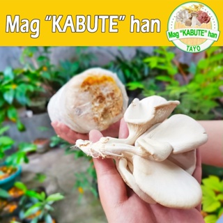 Mushroom Pinong FARM - 4pcs Mushroom Bags - Fruiting Bags with FREEBIES and Instructions