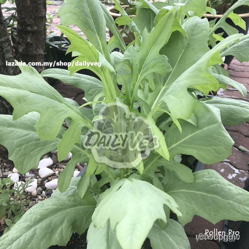 Vege seed bitter lettuce (30 seeds) redaxis lettuce seeds Biji benih sayur Fu Mak choyed seeds