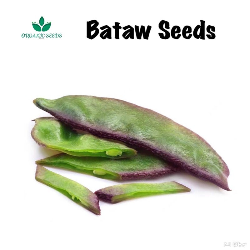 Bataw Seeds (5pcs seeds) | Shopee Philippines