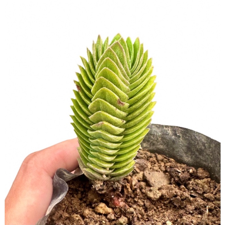 Uprooted Rare Buddhas Temple Succulent Plant | Shopee Philippines