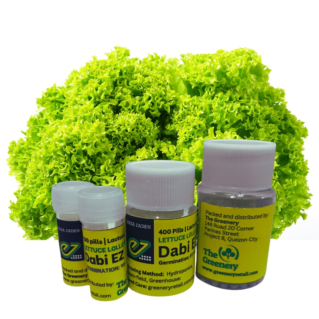 Enza Zaden Dabi Classic Lollo Bionda Lettuce Seeds By The Greenery Shopee Philippines 1337