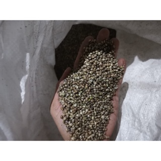 Pure Processed Heemp Seed for bird conditioning