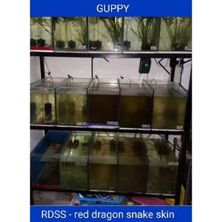 rdss red dragon snake skin