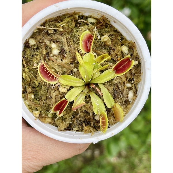 S.D. Kronos Venus flytrap / fly trap Shopee Philippines