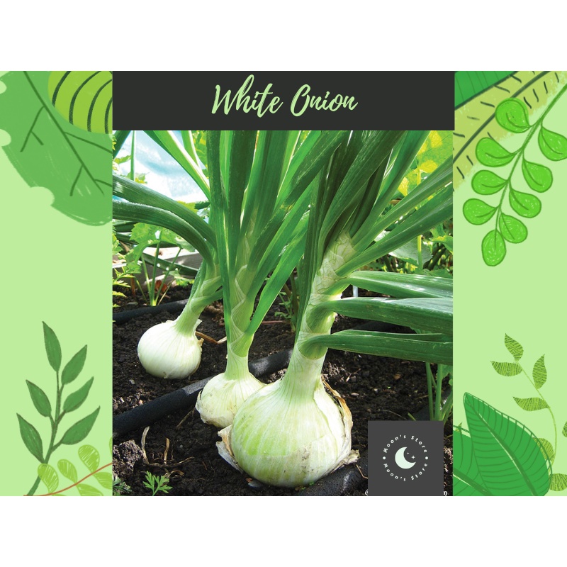 White Onion Seeds / Yellow Onion / Puting Sibuyas Seeds 20 pcs