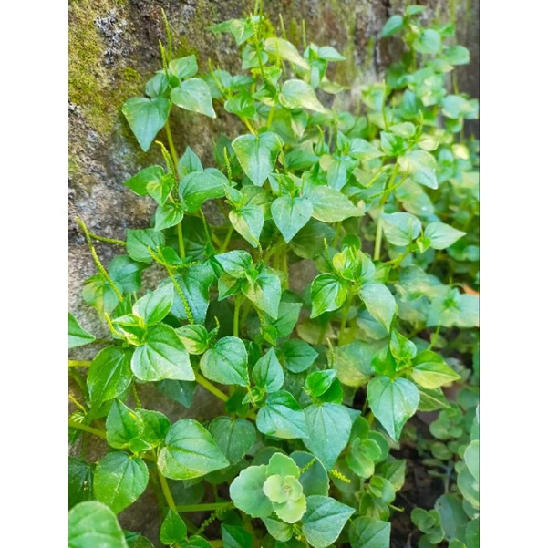 PANSIT PANSITAN/ULASIMANG BATO (UPROOTED) Shopee Philippines