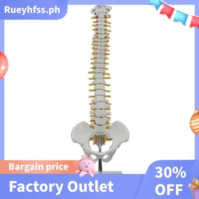 Excellent 45CM Human Spine with Pelvic Model Human Anatomical Anatomy Spine Model Spinal Column Model+Stand Fexible