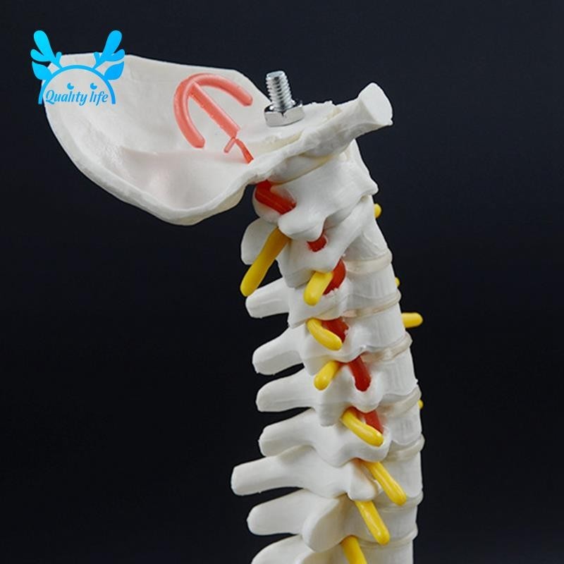 Excellent 45CM Human Spine with Pelvic Model Human Anatomical Anatomy Spine Model Spinal Column Model+Stand Fexible - Image 3