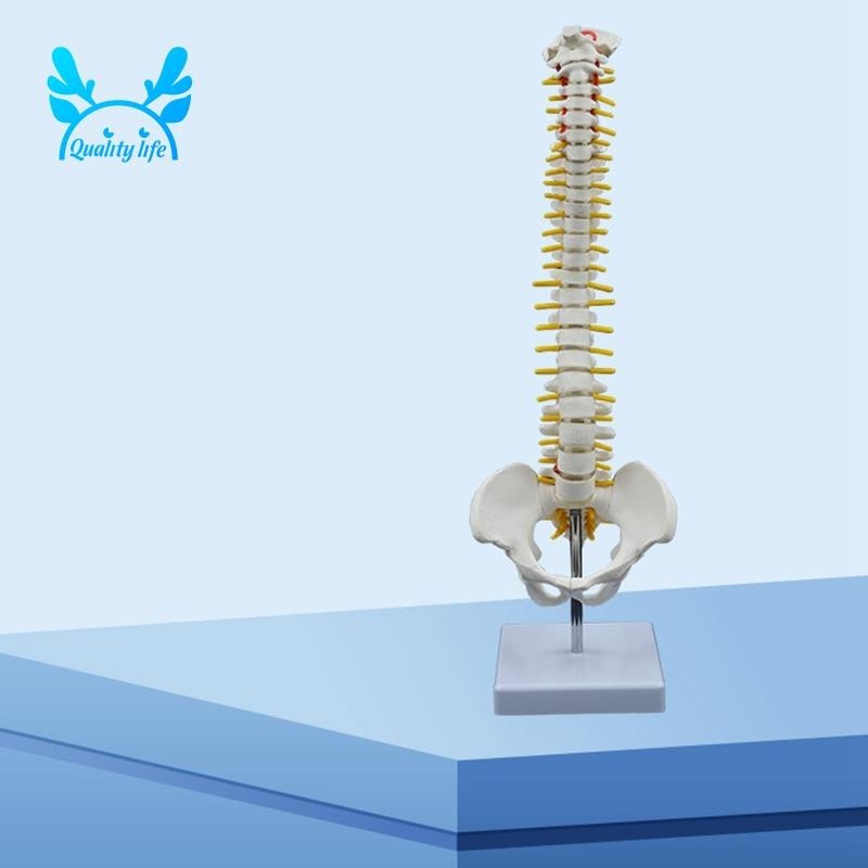 Excellent 45CM Human Spine with Pelvic Model Human Anatomical Anatomy Spine Model Spinal Column Model+Stand Fexible - Image 5