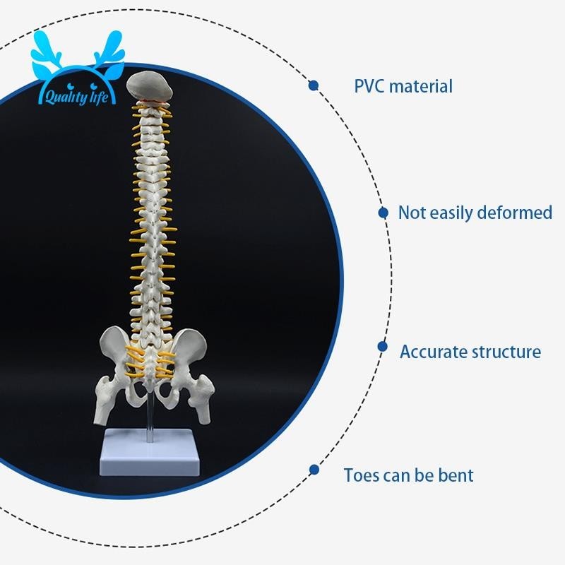 Excellent 45CM Human Spine with Pelvic Model Human Anatomical Anatomy Spine Model Spinal Column Model+Stand Fexible - Image 4