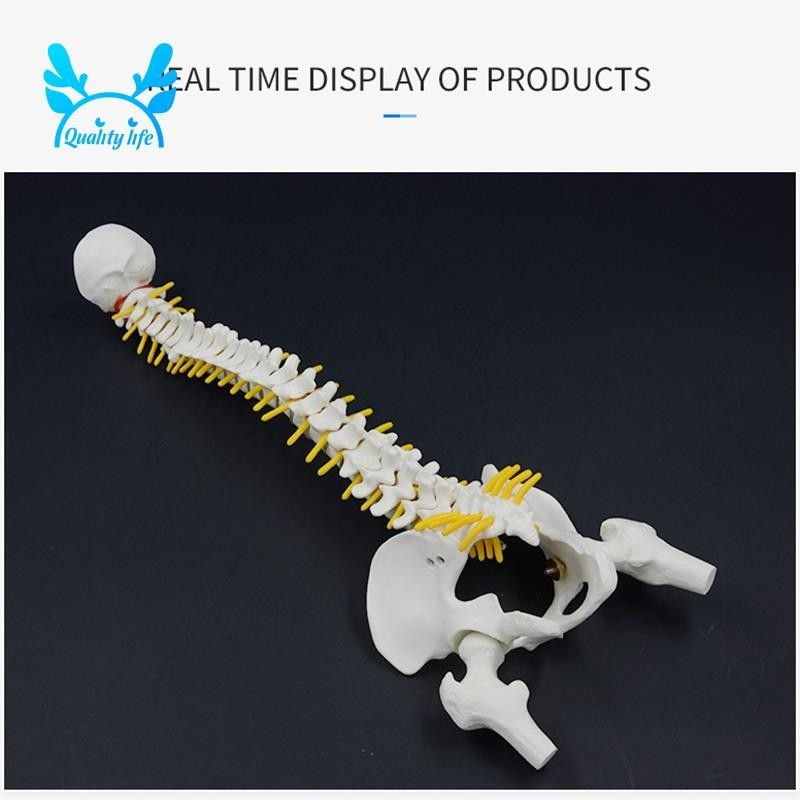 Excellent 45CM Human Spine with Pelvic Model Human Anatomical Anatomy Spine Model Spinal Column Model+Stand Fexible - Image 2