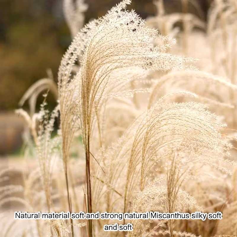 【BUY 1 TAKE 2】Walis Tambo Broom Natural Material Handmade Clean Durable Unbreakable Floor Sweeper — view 7