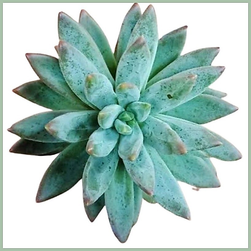 garden seed near me 10 Essential Garden Seeds  Free with Shipping