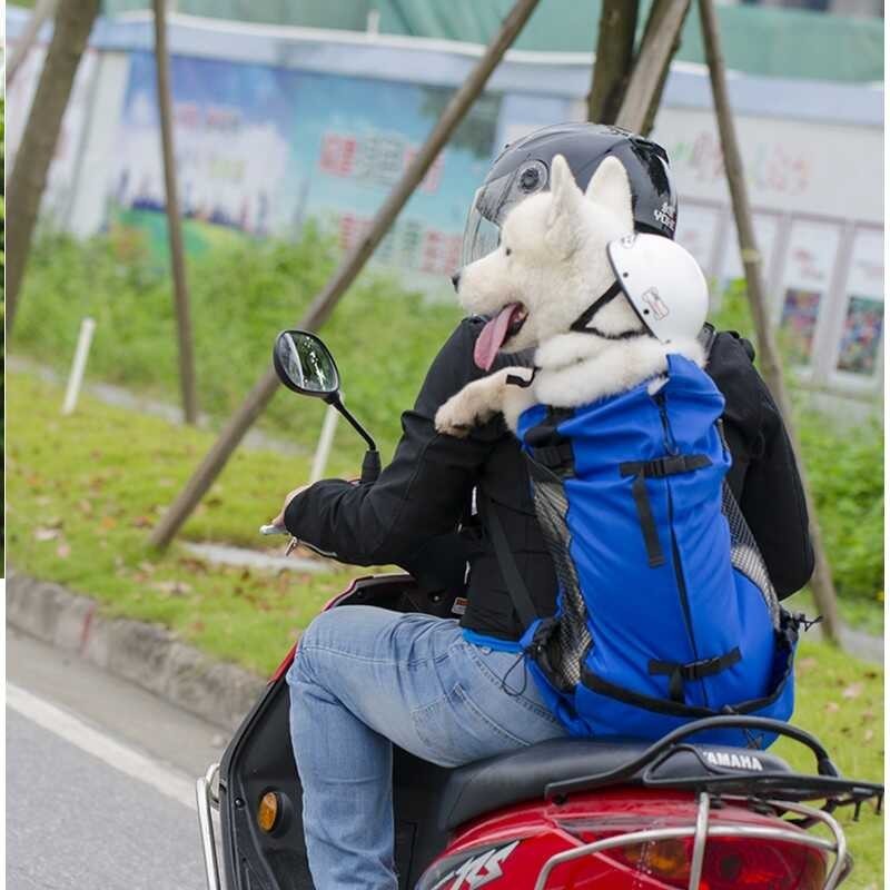 Carry dog on motorcycle best sale