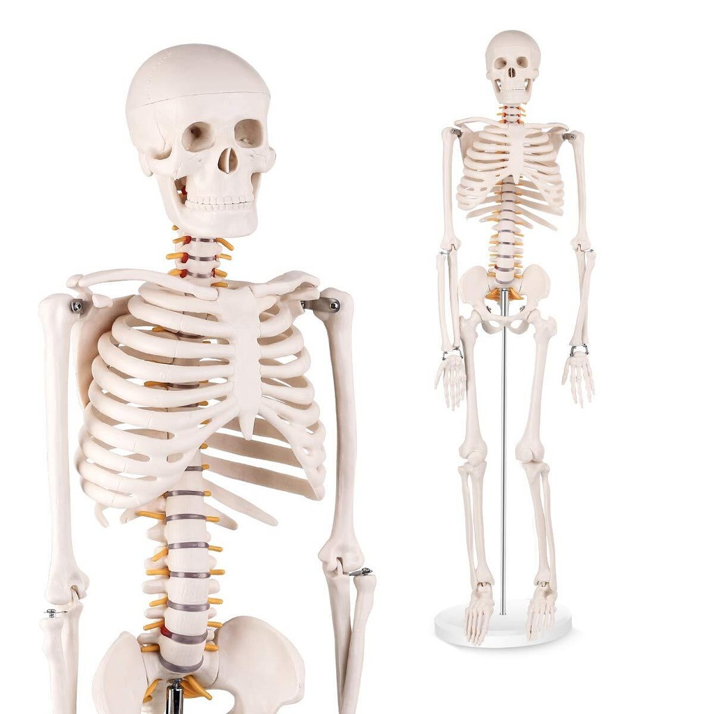Human Skeleton White Bone Include Spinal Nerves Full With Removable And ...