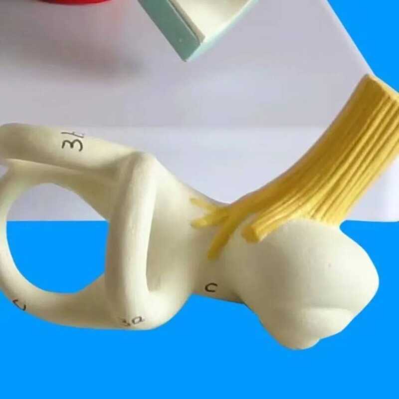 Labyrinthine Model Of Inner Ear Med Of Human Ear Anatomy Semicircular Canal Cochlea E8d5e Def49